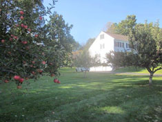 Fresh Apples